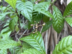 Psychotria nervosa