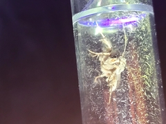 Ichneutica mutans