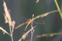 Erythrodiplax nigricans