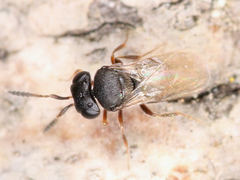 Scelionidae