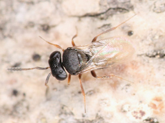 Scelionidae