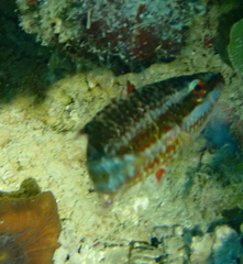 Oxycheilinus digramma