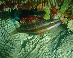 Oxycheilinus digramma