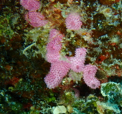 Didemnum cuculliferum