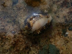 Monetaria annulus