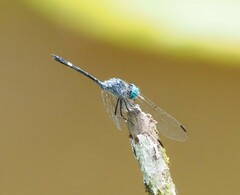 Micrathyria ocellata