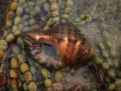 Monoplex parthenopeus