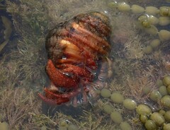 Dardanus crassimanus