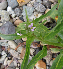 Chorispora tenella