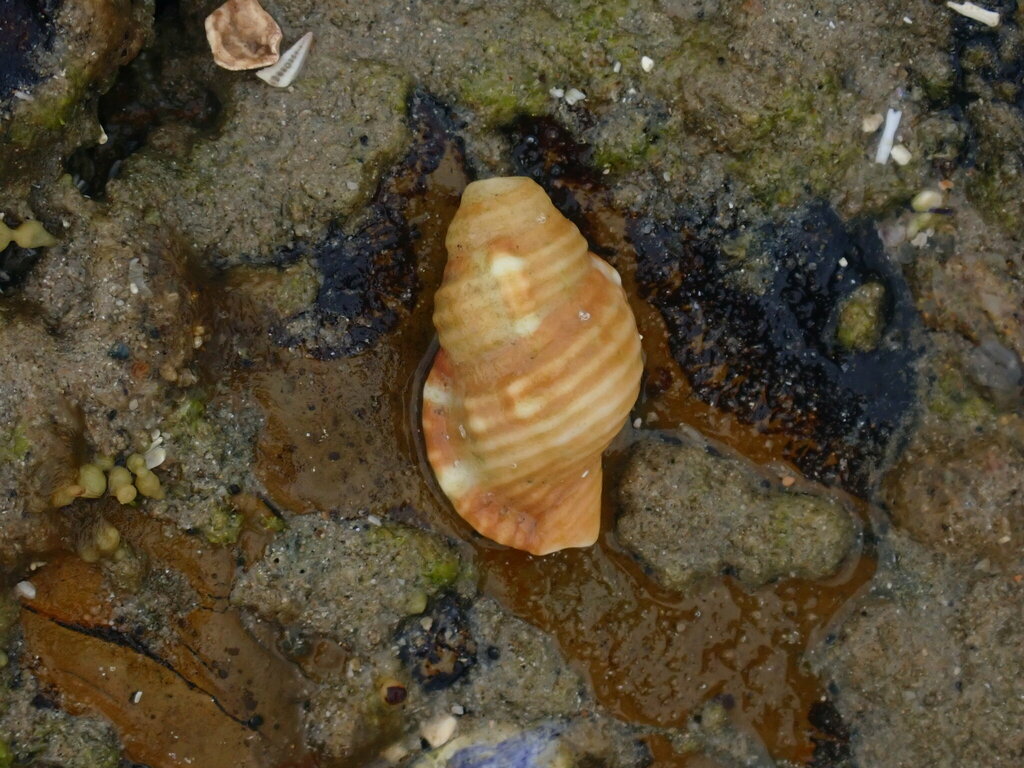 Septa occidentalis from Diggers Camp NSW 2462, Australia on January 24 ...