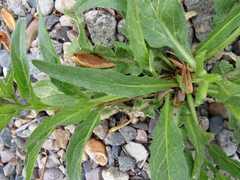 Chorispora tenella
