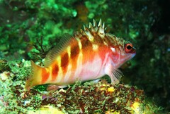 Hypoplectrodes maccullochi