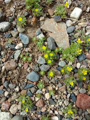 Ceratocephala testiculata