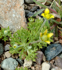 Ceratocephala testiculata