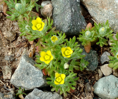 Ceratocephala testiculata