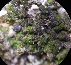 Frullania dilatata