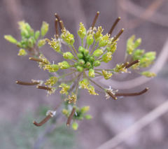 Descurainia pinnata