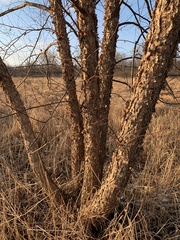 Betulaceae