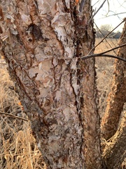 Betulaceae