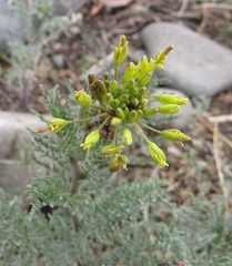Descurainia pinnata