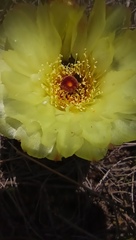 Parodia ottonis