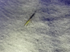 Megaloceroea recticornis