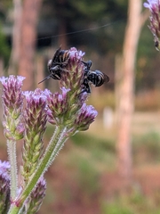 Lipotriches australica