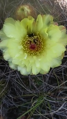 Parodia ottonis