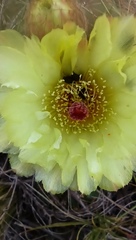 Parodia ottonis