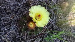 Parodia ottonis