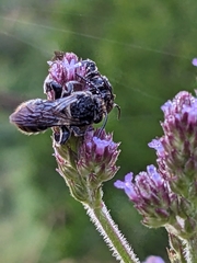 Lipotriches australica