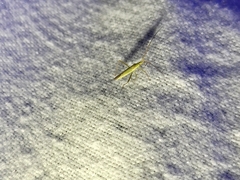 Megaloceroea recticornis