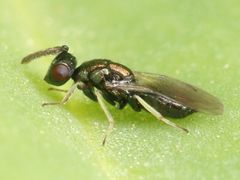 Chalcidoidea