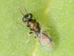 Chalcidoidea
