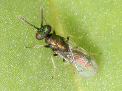 Chalcidoidea