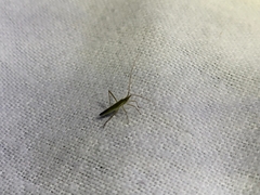 Megaloceroea recticornis