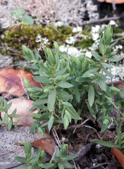 Lysimachia linum-stellatum