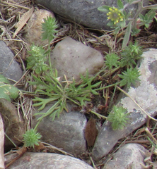 Ceratocephala testiculata