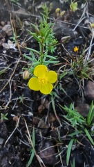 Scoparia montevidensis