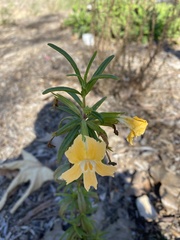 Diplacus longiflorus