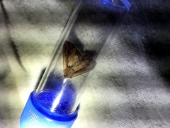 Ichneutica atristriga