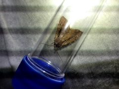 Ichneutica atristriga