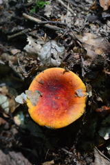 Russula aurea