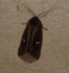 Elusa oenolopha