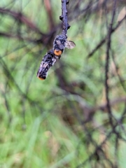 Megachile ferox