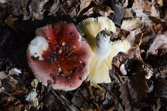 Russula rubroalba