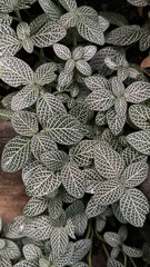 Fittonia