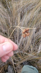 Rhynchospora microcarpa