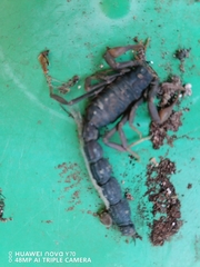 Parabuthus transvaalicus