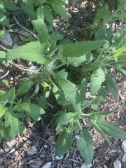 Salvia spathacea